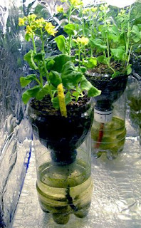 cara membuat tanaman hidroponik dan contohnya 