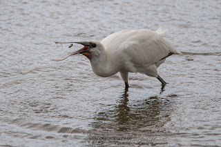 Wildlifefotografie Ahsewiesen Löffler Olaf Kerber