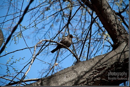 bird_20120401_2