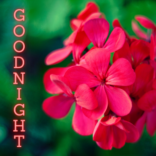 GOOD NIGHT IMAGE WITH FLOWER