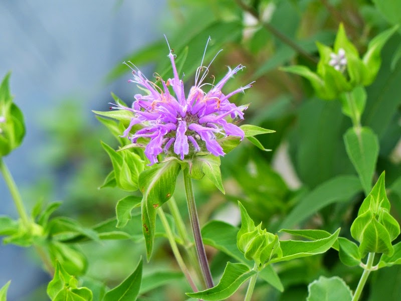 S こんちゅーぶ モナルダの花蜜を吸うクロマルハナバチ