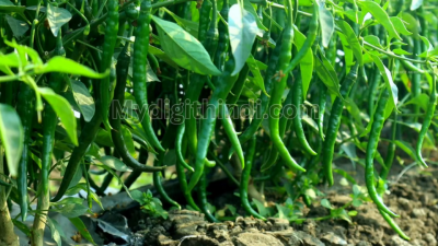मिर्च की खेती | chilli cultivation | मिर्च की खेती से लाभ | मिर्च की खेती कैसे करे