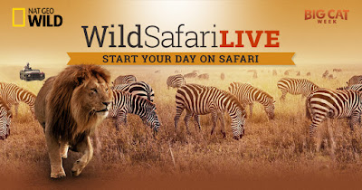  http://www.wildsafarilive.com/