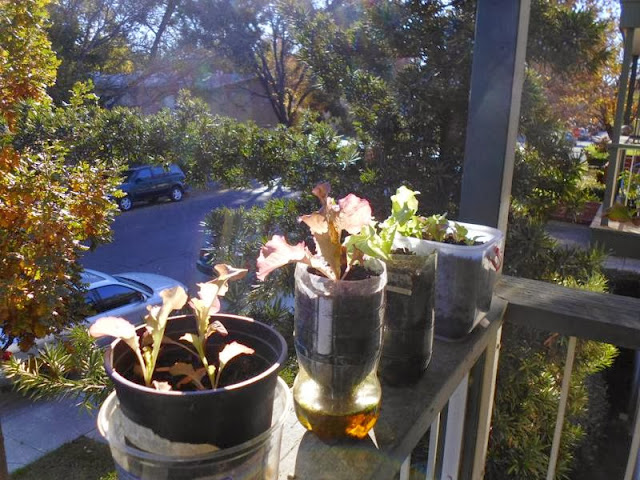 Lettuce on railing