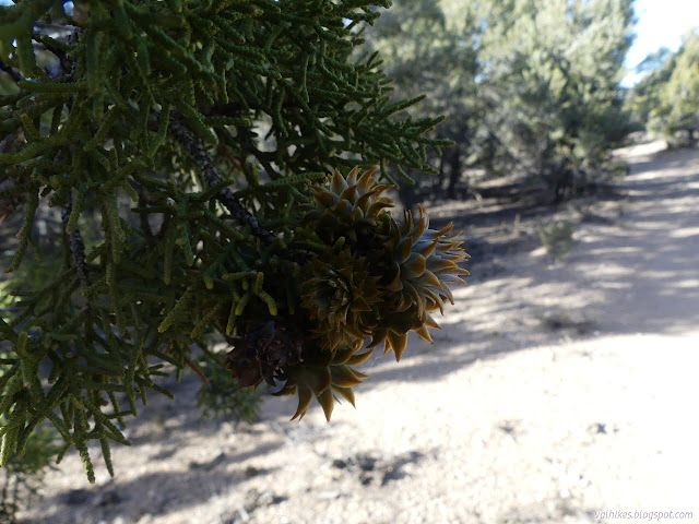 42: galls in the juniper