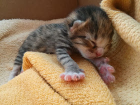 Funny cats - part 86 (40 pics + 10 gifs), cute newborn kitten