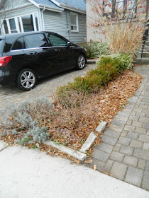 York Humewood Fall Cleanup Front Yard Before by Paul Jung Gardening Services--a Toronto Organic Gardening Company
