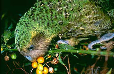 Kakapo Parrot Pictures