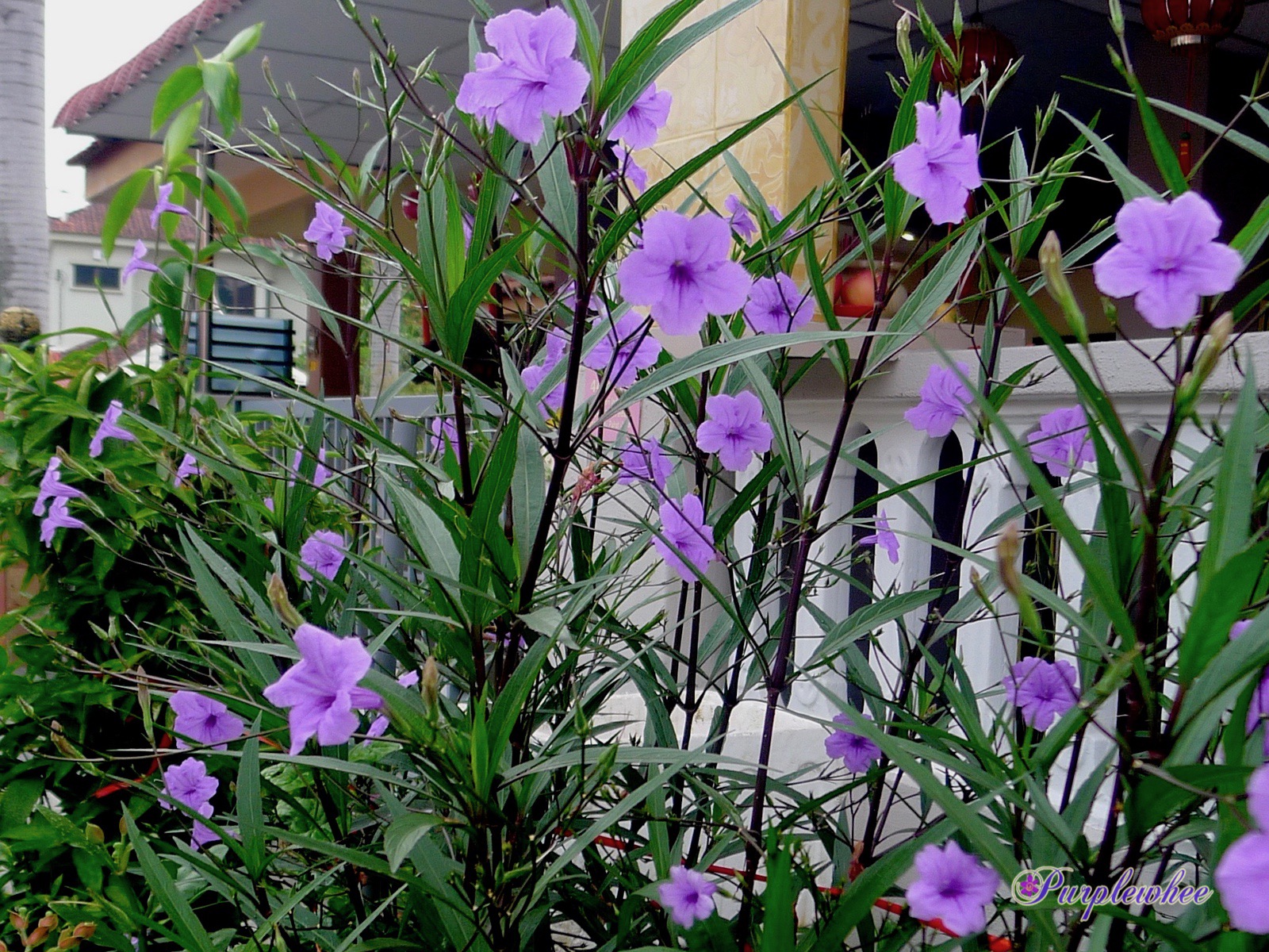 薇薇花园 紫花翠芦莉 薇薇花园 紫花翠芦莉
