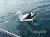 Wandering albatross looking to be fed, off Kaikoura Peninsula, NZ - by Denise Motard, Feb. 2013