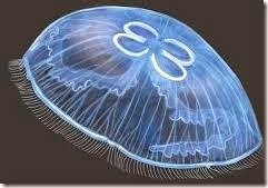 jellyfish-images-aurelia (5)