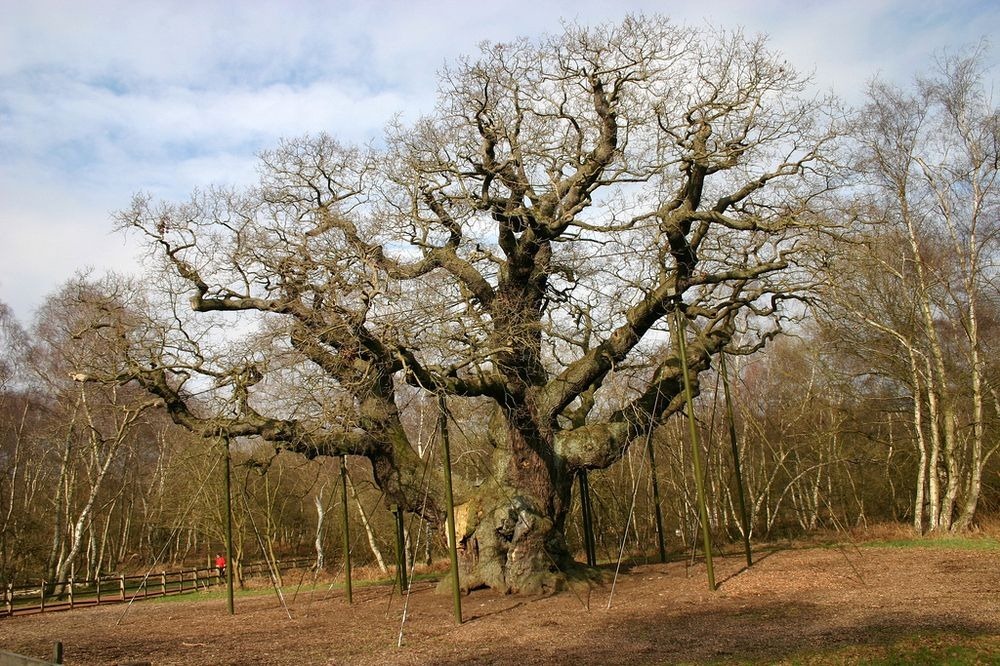 major-oak