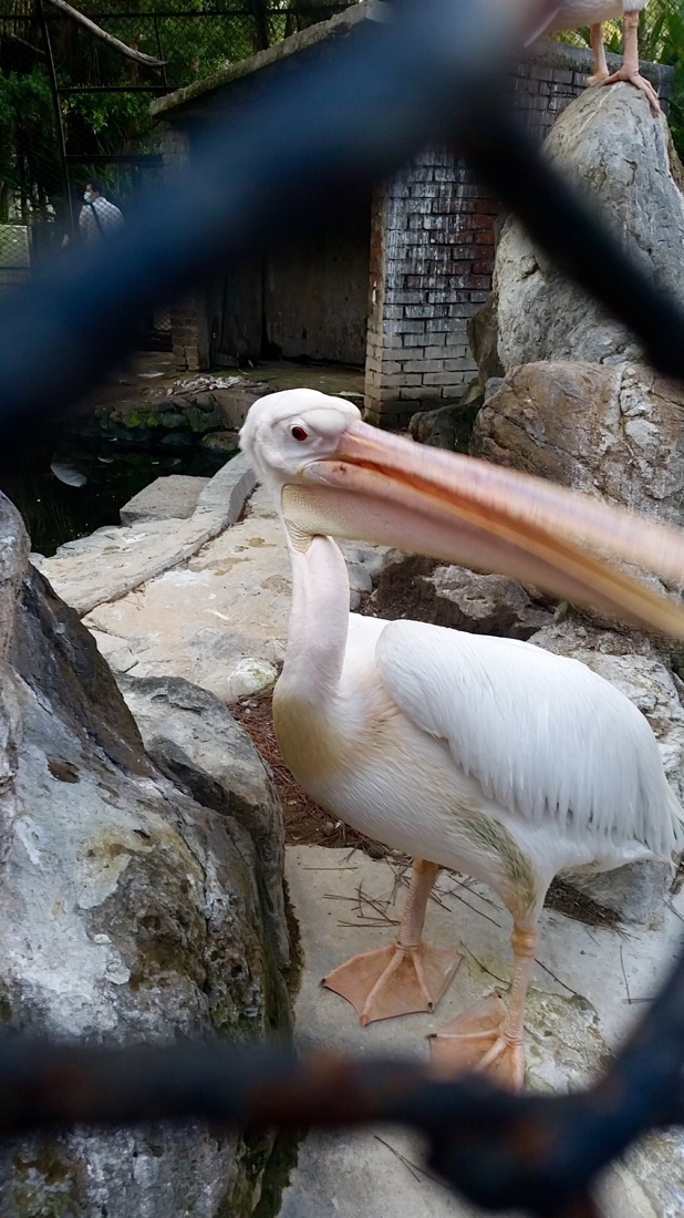 Zoo