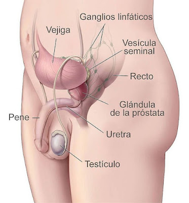 http://www.ceiploreto.es/sugerencias/florentino/laminas_interactivas/aparato_reproductor_hombre01/actividad.html