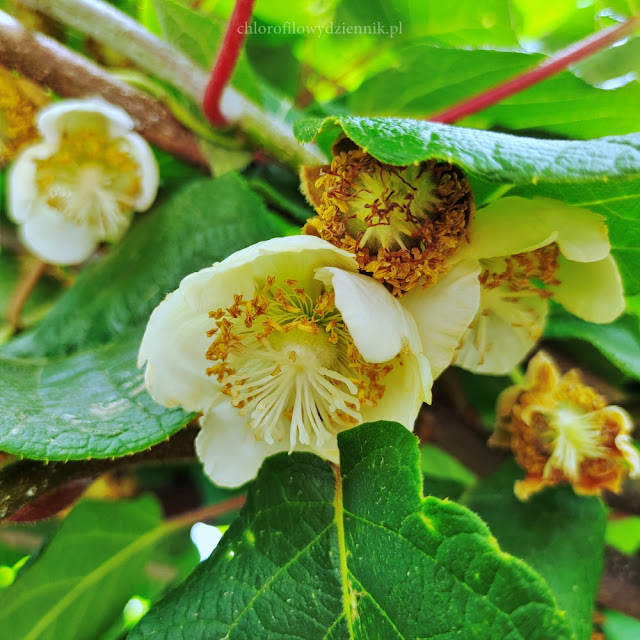 Actinidia chinensis aktinidia chińska kiwi kwiaty kwitnienie w Polsce czy można uprawiać w gruncie jak rośnie kiwi uprawa zapylanie wyglad pnacza owocowe z Azji jadalne rośliny do ogrodu egoztyczne tropikalne