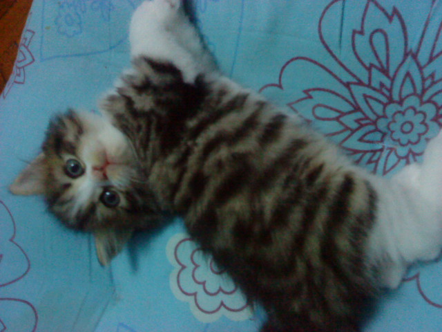 CatLover : 3. Anak Kucing untuk dijual!!!