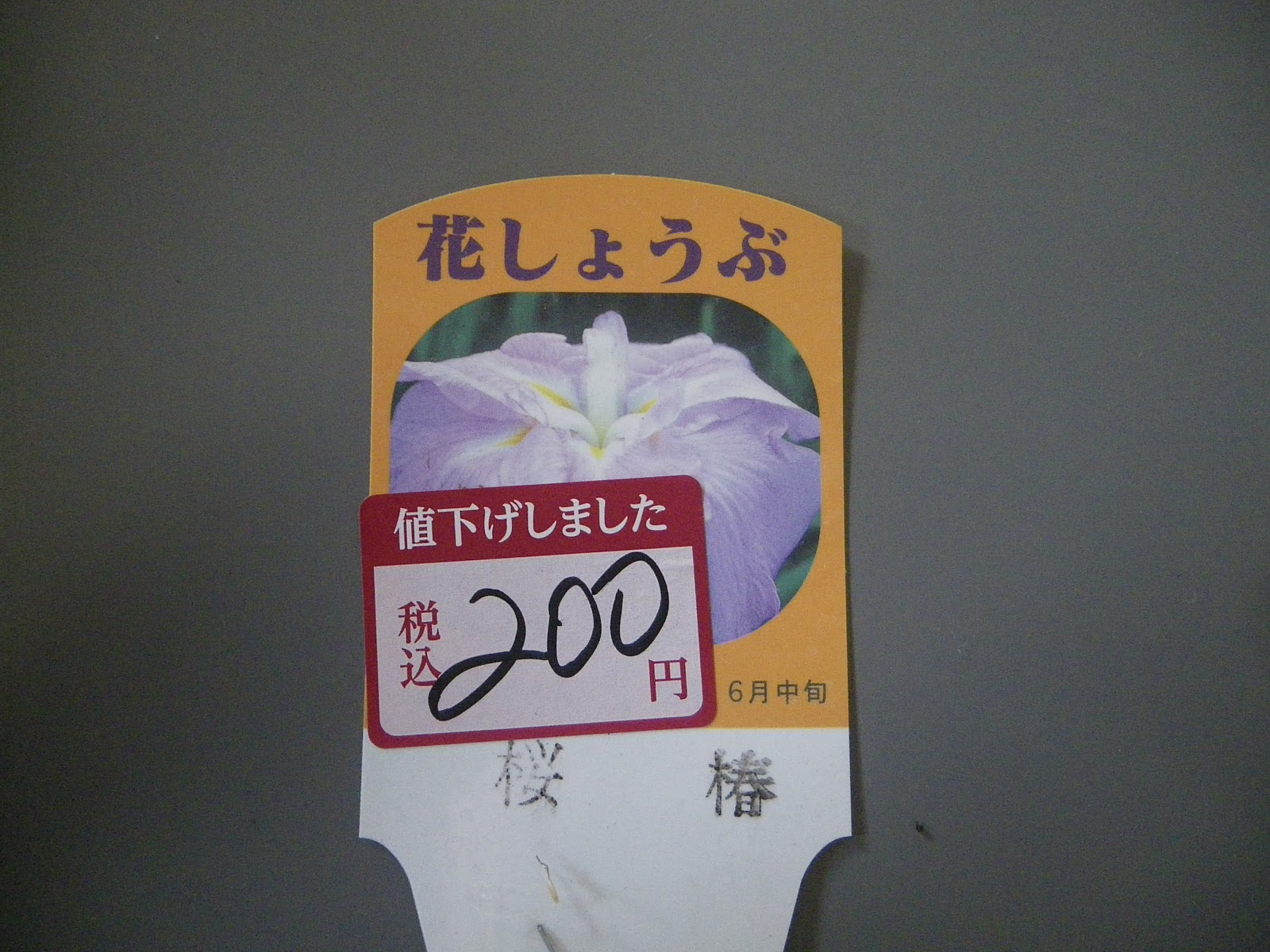 花菖蒲 ハナショウブ の鉢植えの育て方 株分け 植え替え 芽吹き 開花 メダカの大工