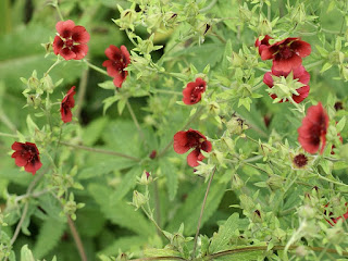 Potentille de Thurber - Potentilla thurberi 