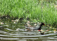 Hawaiian gallinule in water, Hamakua Marsh, Kailua, Oahu - © Denise Motard