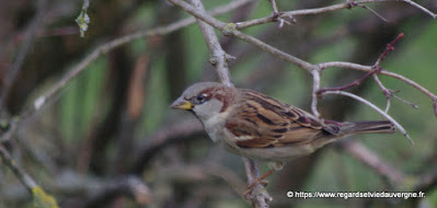 Oiseaux du jardin :  Moineau