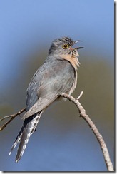 Fan-tailed Cuckoo