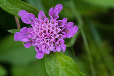 Knautia sp. – Sabiosa (Ambretta)