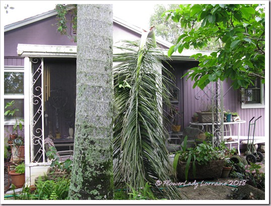 05-21-palm-frond