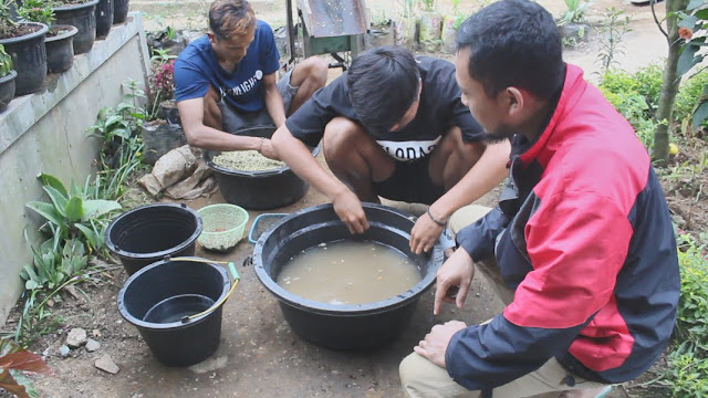 kopi robusta desa sarwodadi