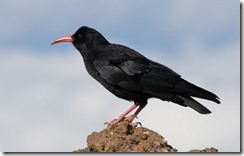 Red-billed Chough