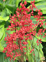 гейхера кроваво-красная (H.sanguinea) heuchera