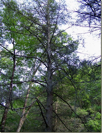Dying Hemlock