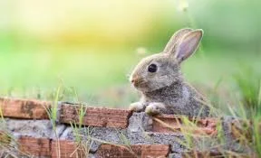 cute little bunny waiting for intergration into farm