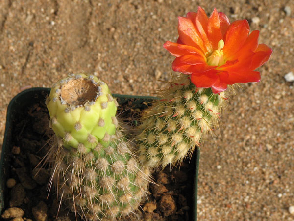 xuong-rong-austrocylindropuntia-pachypus