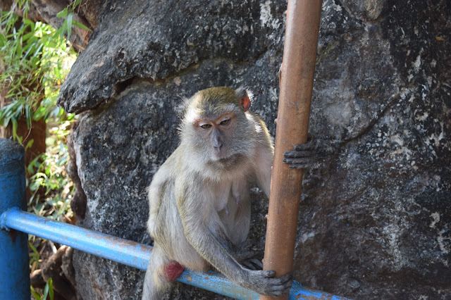 wild monkey thailand