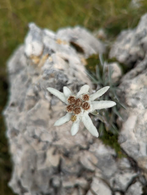 Stella Alpina Edelweiss