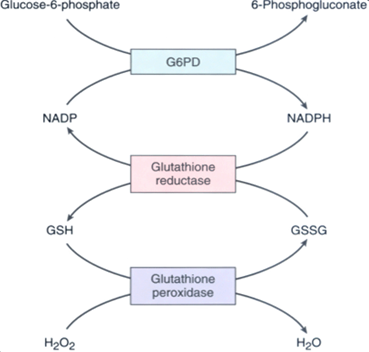 protects cell membranes