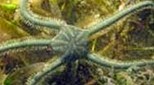 Biodiversité ophiure