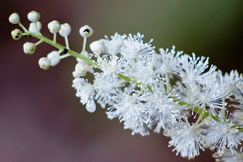  CIMICIFUGA or ACTIA RACIMOSA  - சிமிசிபியூகா(அ) அக்டியா ரெசிமேஸா