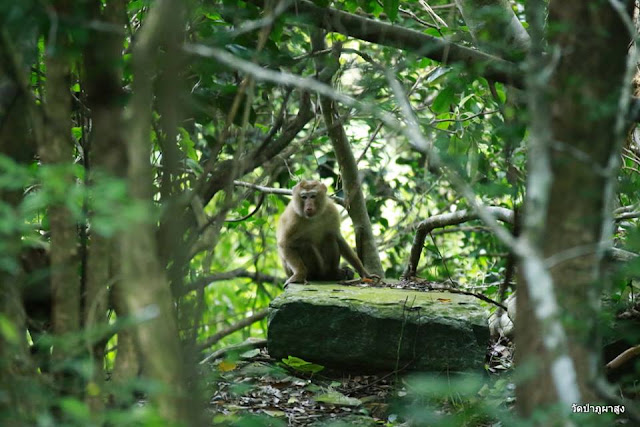 Rock, Stone, Monkey In Forest Images