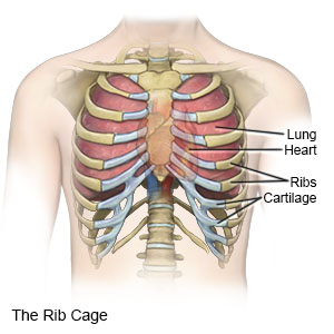 پاڃِرو Rib cage 💎اصغر ساگر💎