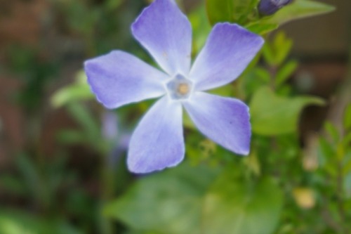 purple flower