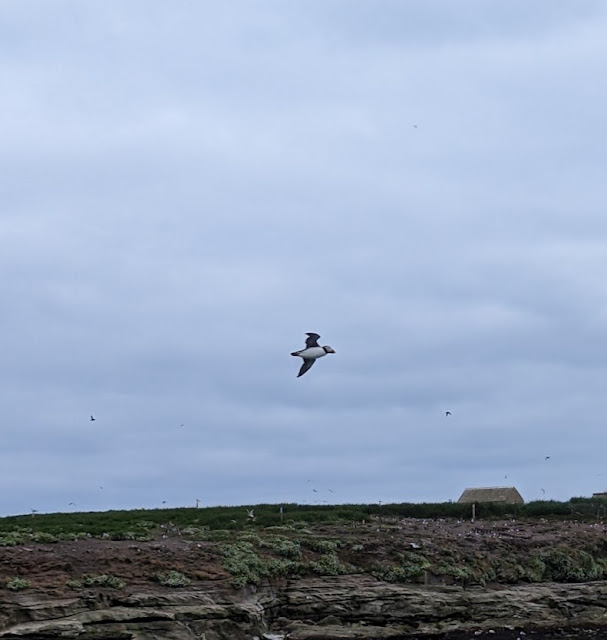 30 Things to Do in Amble  - Puffins on Coquet Island