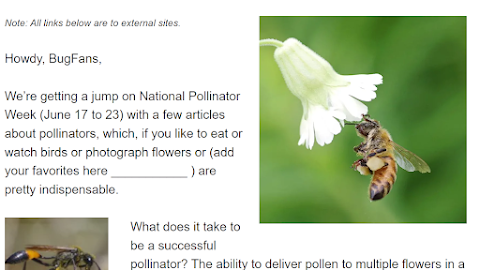 Closed for June 2 — Pollinators