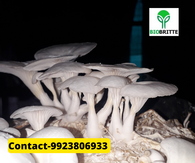 How many varieties of mushrooms are cultivated in India? | Organic mushrooms | Biobritte mushrooms