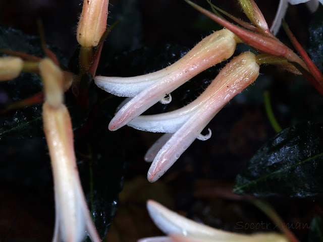 Goodyera biflora