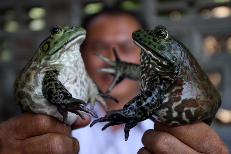 Ide Terkini 17+ Katak Lembu