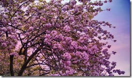 Sakura começa a florescer em Tóquio 