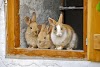 Different Types of RABBITS - Best Breeds