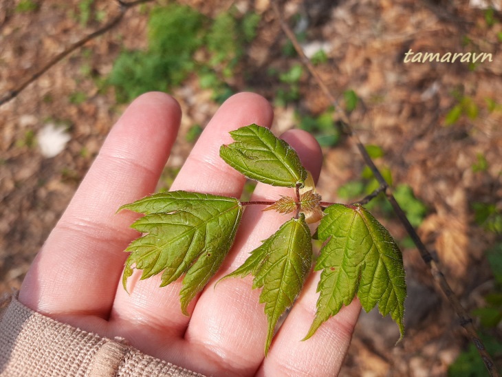 Клён бородатый / Клён бородчатонервный (Acer barbinerve)