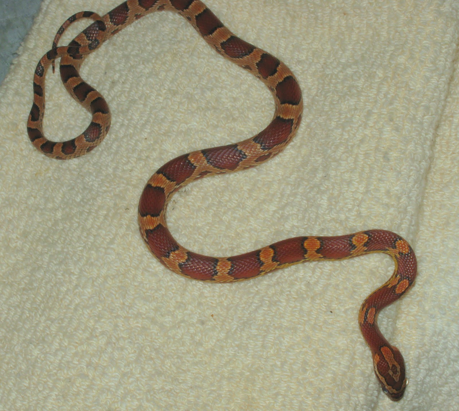 The Okeetee Cornsnake